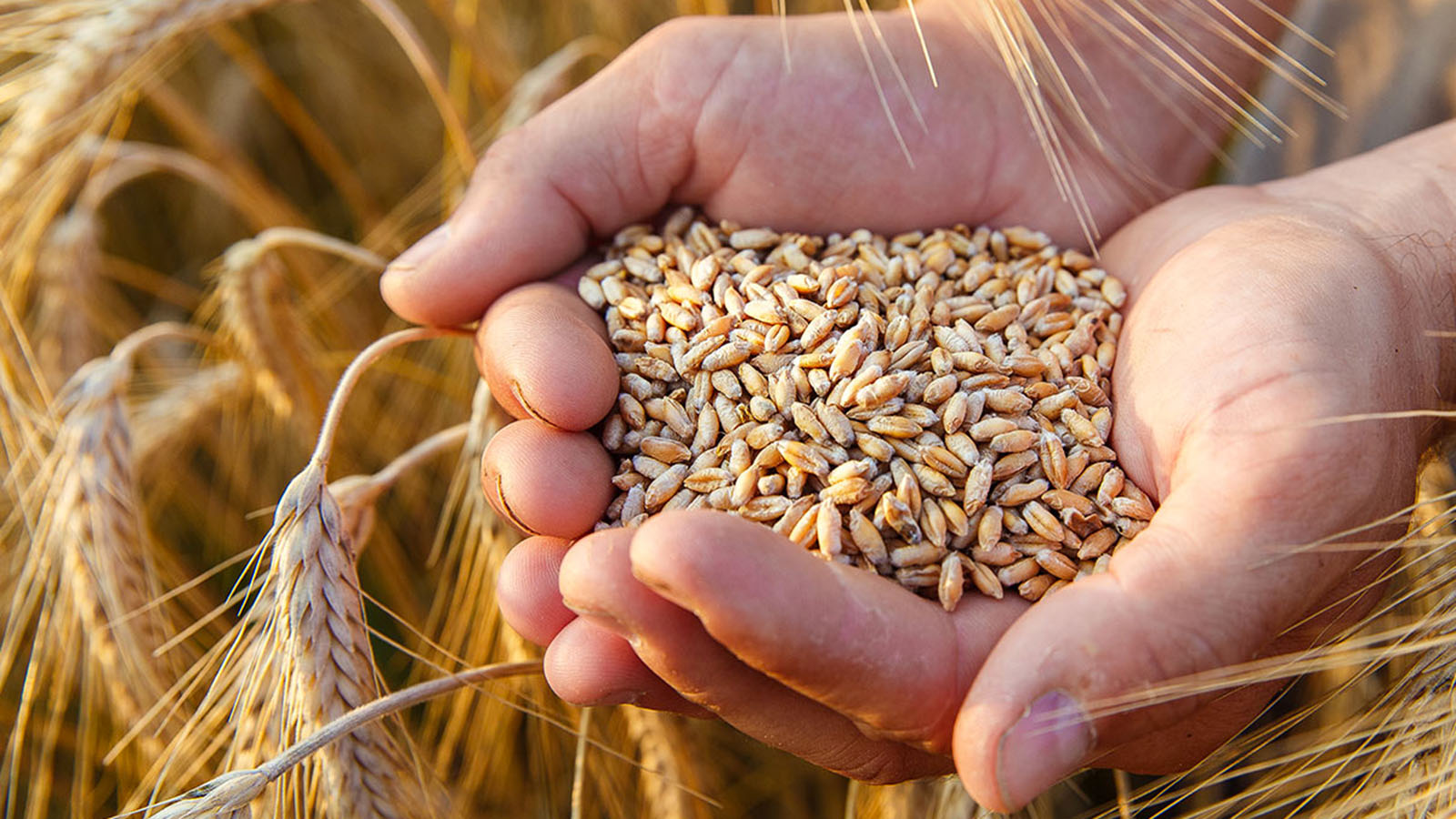 Grafismo Trigo Whisky DYC