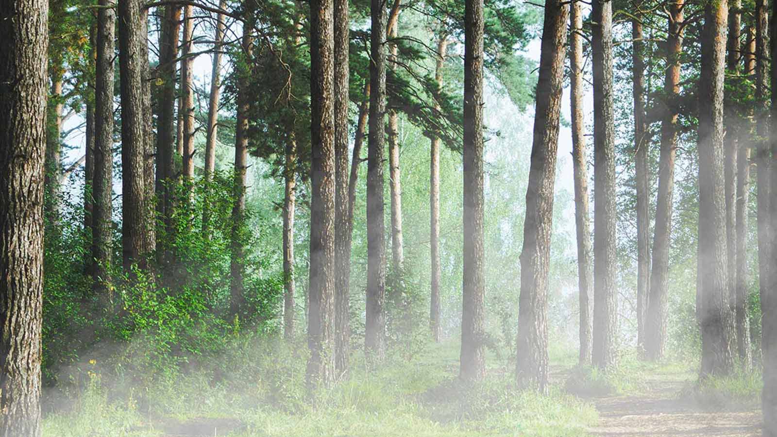 Ver artículos Sostenibilidad