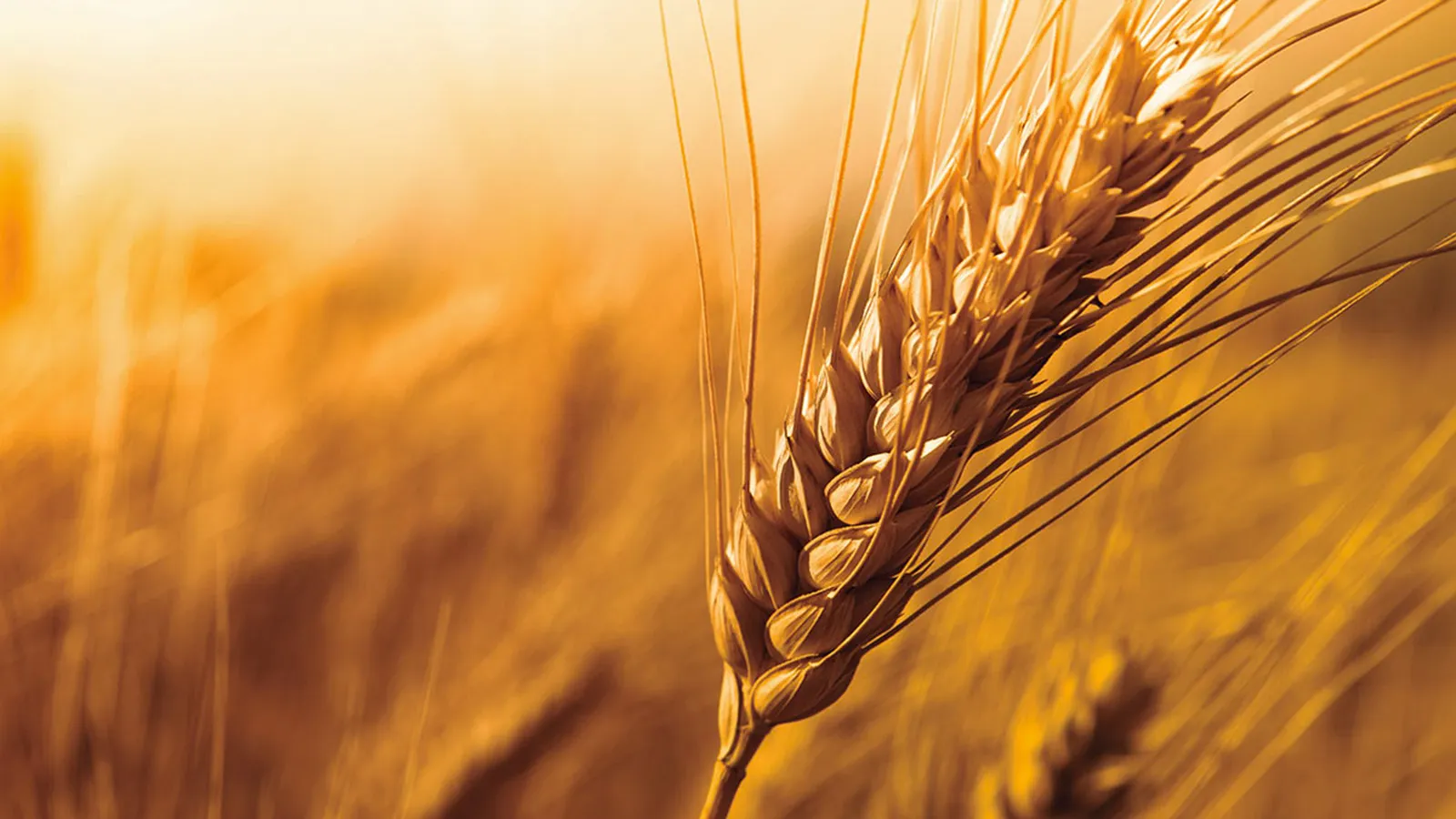 Ear Wheat Whisky Dyc