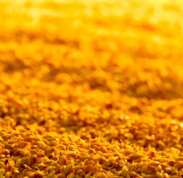 Campo de Trigo Whisky DYC  